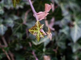 A leaf of ivy is shown in the foreground photo
