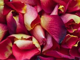 A close up of red and yellow petals photo