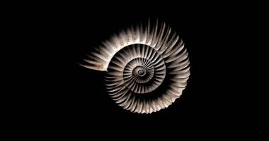 Animation of Prehistoric Fossil Ammonite Rotating - Loop video