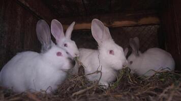 Four adorable white rabbits are nestled in a cozy nest, showcasing their fluffy fur and bringing joy to all video