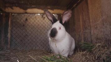 A charming domestic rabbit is peacefully resting in its comfortable hutch, surrounded by soft hay and lush greenery video