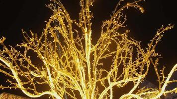 Glowing tree lights at night background video