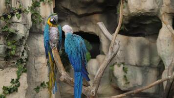 In a peaceful setting, two vibrant macaws rest on a sturdy branch, showcasing their stunning feathers video