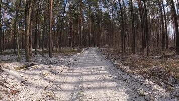 A serene and tranquil forest path, beautifully surrounded by tall trees, lightly dusted with the fresh snow video