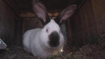 A charming and adorable white rabbit adorned with black markings is peacefully resting in its cozy environment video