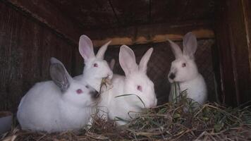 Four incredibly adorable rabbits joyfully enjoying their time in a cozy and warm setting filled with hay video
