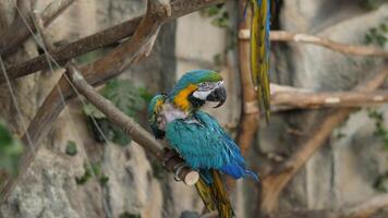 Macaws rest gracefully on tree branches, vividly showcasing their vibrant plumage within a lush and thriving ecosystem video