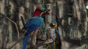 Vibrant and colorful parrots are perched elegantly on tree branches amidst a lush, tropical background setting video