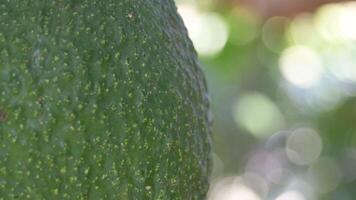 Detail of skin of natural hass avocado fruit hanging in a avocado tree video