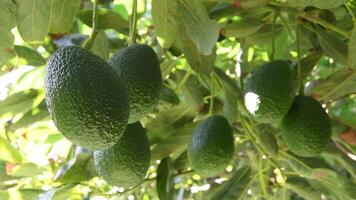 Hass avocados fruit hanging in a avocado tree in a agricultural plantation video