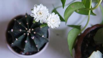 Blooming flowers cactus decorated on white desk video