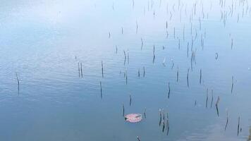 The wind blew the surface of the pond into calm waves with little tree roots video