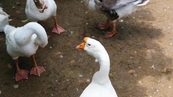 Flock of geese or gaggle goose in farm video