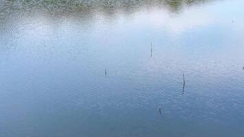 The wind blew the surface on the pond into calm waves with little tree roots video