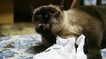Adorable Siamese Cat is relaxing and snoozing on carpet floor in comfortable home video