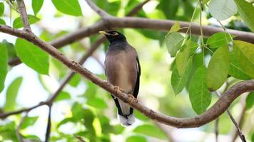 The Common Myna or Acridotheres tristis bird perched on a branch of tree in natural sunlight of tropical garden video