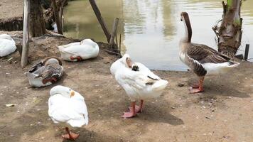 Flock of geese or gaggle goose in natural farm video