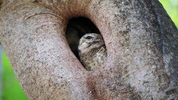 Owl wildlife of bird resting in a nest into a tree hole in natural sunlight of tropical garden video