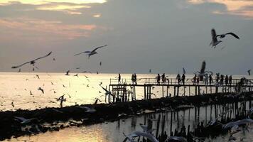 Silhouette of tourist on wooden bridge for see Migratory seagulls flying on the sky in sunset with twilight in the sea in Thailand video