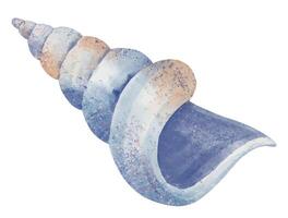 Watercolor illustration of spiral Seashell in soft pastel blue and orange tones. Drawing of Seashore for childish design in nautical style. Art of marine element om isolated background. vector