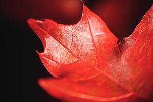 Closeup of red leaf with blurred background photo