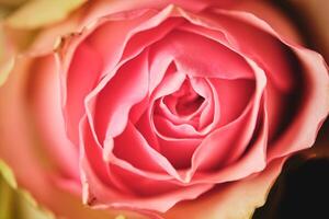 Red rose with gentle petals in blurred background photo