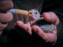 Anonymous owner feeding lovebird chick with syringe photo