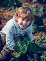 Satisfied child near growing cabbage in nature photo