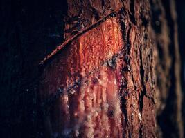 Tree trunk with natural resin photo