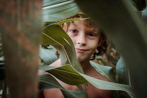 Smiling boy behind corn leaves photo