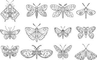 A illustration featuring intricately designed butterflies and moths in line art style, showcasing diverse wing patterns and artistic detailing vector