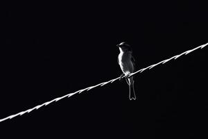 Black and white silhouette of a bird perched on a wire against a dark background at dusk photo