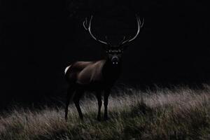 Majestic stag stands tall in the twilight meadow displaying striking antlers against a dark backdrop photo