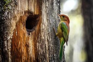 Colorful bird perches on a tree trunk near its nesting hole in a vibrant forest setting during daylight hours photo