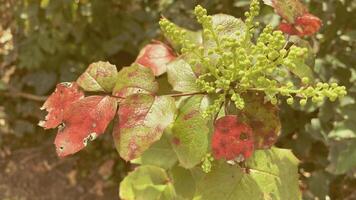 Leaves transition from green to vibrant red in autumn photo