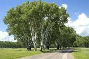 Scenic tree-lined path under a bright blue sky. photo