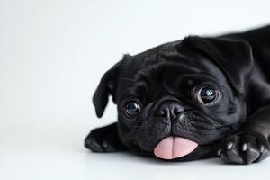 Charming black pug puppy resting on a soft surface. photo