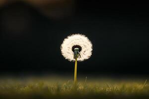 Delicate dandelion stands against a dark background in soft evening light. photo