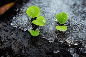 Fresh green sprouts emerging from melting snow photo