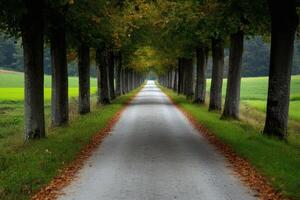 Quiet path through trees leading to serene greenery at dusk in a peaceful countryside setting photo