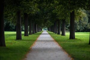 Serene pathway lined with trees invites exploration in tranquil park setting during early morning light photo
