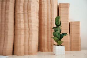 Many ,sheets in the printing house. A ficus plant in a pot opposite the objects photo