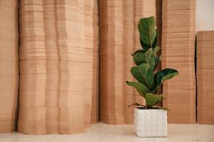 Many sheets ,in the printing house. A ficus plant in a pot opposite the objects photo