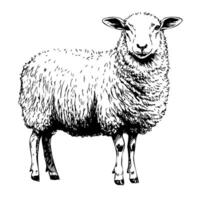 Black and white illustration of a sheep standing alone for farm design and nature themes. Black outlines, white background. Graphic art vector