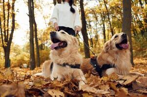 Front, view, beautiful portrait of animals.. Woman on the walk with her two dogs in the autumn forest photo
