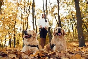 Front view, beautiful ,portrait of animals. Woman on the walk with her two dogs in the autumn forest photo