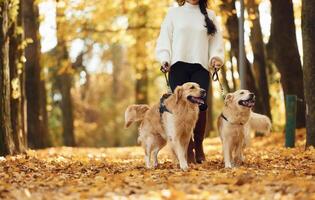 View from below.. Woman on the walk with her two dogs in the autumn forest photo
