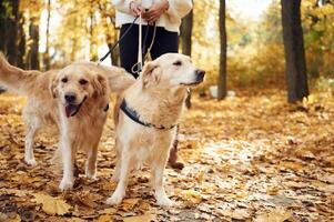 Two dogs are on the leash.. Woman on the walk in the autumn forest photo