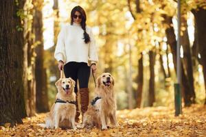 Two, dogs are on the leash. Woman on the walk in the autumn forest photo