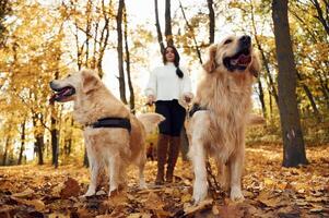 Front, view, beautiful portrait of animals. Woman on the walk with her two dogs in the autumn forest photo